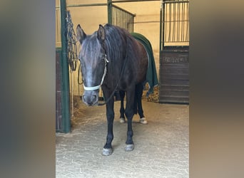 PRE, Wallach, 13 Jahre, 163 cm, Rappe