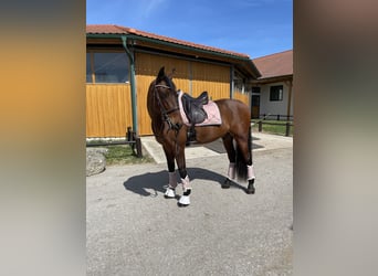 PRE, Wallach, 13 Jahre, 164 cm, Brauner