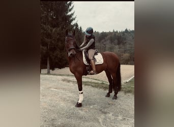 PRE, Wallach, 13 Jahre, 164 cm, Brauner