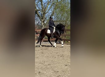 PRE Mix, Wallach, 13 Jahre, 164 cm, Rappe