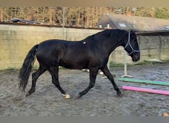 PRE Mix, Wallach, 13 Jahre, 164 cm, Rappe