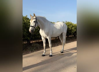PRE, Wallach, 13 Jahre, 164 cm, Schimmel