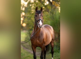 PRE, Wallach, 13 Jahre, 165 cm, Brauner
