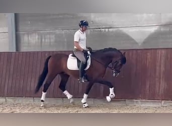 PRE, Wallach, 13 Jahre, 165 cm, Brauner