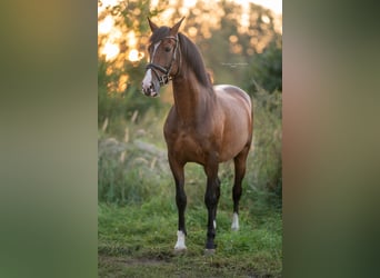 PRE, Wallach, 13 Jahre, 165 cm, Brauner