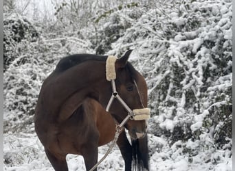 PRE, Wallach, 13 Jahre, 165 cm, Brauner