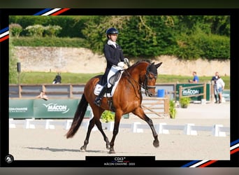 PRE Mix, Wallach, 13 Jahre, 165 cm, Brauner