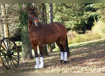 PRE Mix, Wallach, 13 Jahre, 165 cm, Brauner