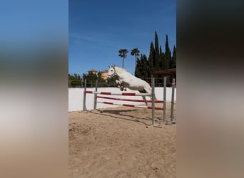 PRE, Wallach, 13 Jahre, 165 cm, Schimmel