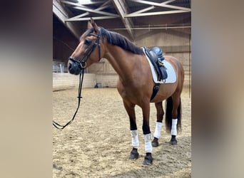 PRE, Wallach, 13 Jahre, 168 cm, Brauner