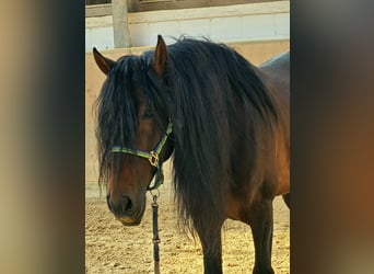 PRE, Wallach, 13 Jahre, 168 cm, Brauner