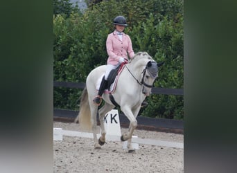 PRE, Wallach, 13 Jahre, 171 cm, White