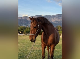 PRE Mix, Wallach, 13 Jahre, 172 cm, Brauner