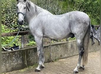 PRE, Wallach, 13 Jahre, 175 cm, Fliegenschimmel