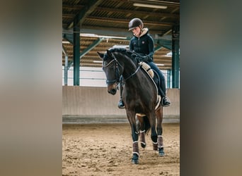 PRE, Wallach, 14 Jahre, 153 cm, Brauner