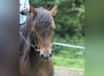 PRE, Wallach, 14 Jahre, 154 cm, Brauner
