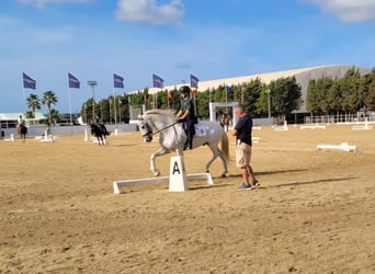 PRE, Wallach, 14 Jahre, 156 cm, Schimmel