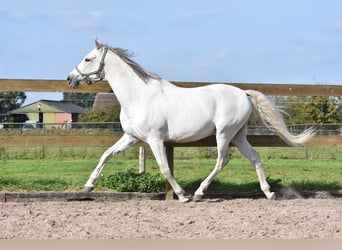 PRE Mix, Wallach, 14 Jahre, 158 cm, Schimmel