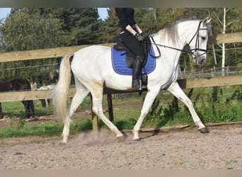PRE Mix, Wallach, 14 Jahre, 158 cm, Schimmel