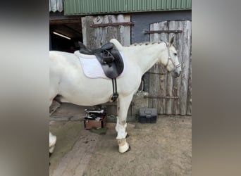 PRE Mix, Wallach, 14 Jahre, 161 cm, Schimmel