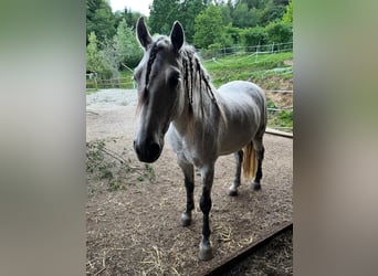 PRE Mix, Wallach, 14 Jahre, 162 cm, Fliegenschimmel