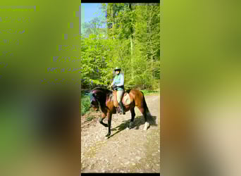 PRE Mix, Wallach, 14 Jahre, 163 cm, Brauner