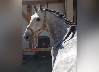 PRE, Wallach, 14 Jahre, 163 cm, Schimmel