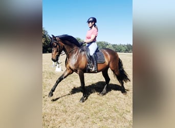 PRE Mix, Wallach, 14 Jahre, 170 cm, Brauner