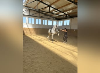 PRE, Wallach, 14 Jahre, Schimmel
