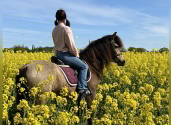 PRE, Wallach, 15 Jahre, 146 cm, Buckskin