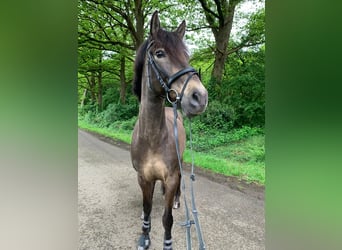 PRE, Wallach, 15 Jahre, 152 cm, Falbe