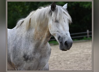 PRE, Wallach, 15 Jahre, 156 cm, Apfelschimmel
