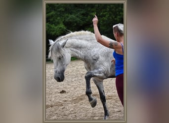 PRE, Wallach, 15 Jahre, 156 cm, Apfelschimmel