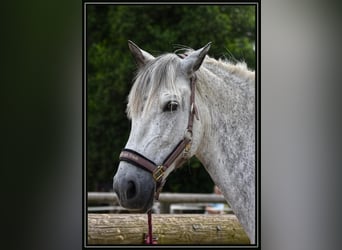 PRE, Wallach, 15 Jahre, 156 cm, Apfelschimmel
