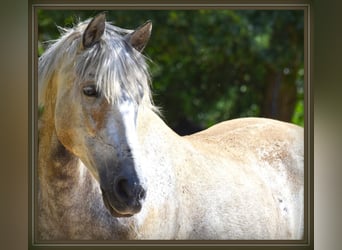 PRE, Wallach, 15 Jahre, 156 cm, Apfelschimmel