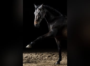 PRE, Wallach, 15 Jahre, 157 cm, Brauner