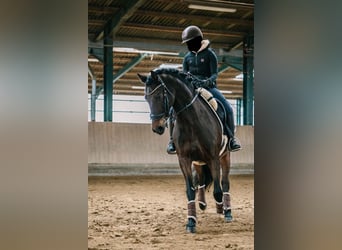 PRE, Wallach, 15 Jahre, 157 cm, Brauner