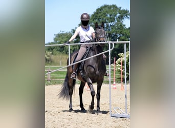 PRE, Wallach, 15 Jahre, 157 cm, Brauner