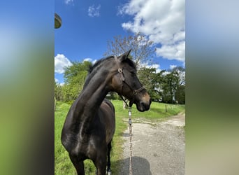 PRE, Wallach, 15 Jahre, 157 cm, Brauner