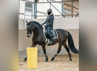 PRE, Wallach, 15 Jahre, 157 cm, Brauner