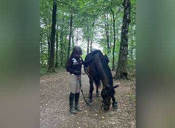 PRE, Wallach, 15 Jahre, 157 cm, Brauner