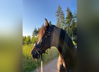 PRE, Wallach, 15 Jahre, 157 cm, Brauner