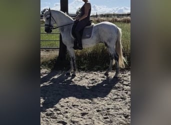 PRE Mix, Wallach, 15 Jahre, 158 cm, Schimmel