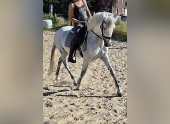 PRE Mix, Wallach, 15 Jahre, 158 cm, Schimmel