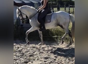 PRE Mix, Wallach, 15 Jahre, 158 cm, Schimmel