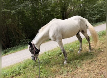 PRE Mix, Wallach, 15 Jahre, 158 cm, Schimmel