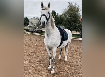 PRE, Wallach, 15 Jahre, 158 cm, Schimmel