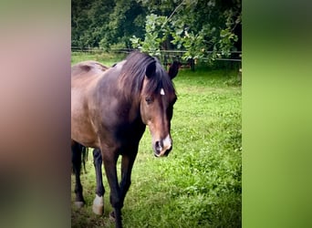 PRE, Wallach, 15 Jahre, 159 cm, Brauner