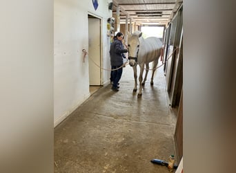 PRE Mix, Wallach, 15 Jahre, 160 cm, Rotschimmel