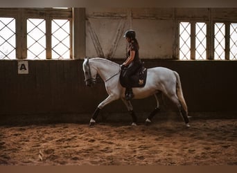 PRE Mix, Wallach, 15 Jahre, 160 cm, Schimmel